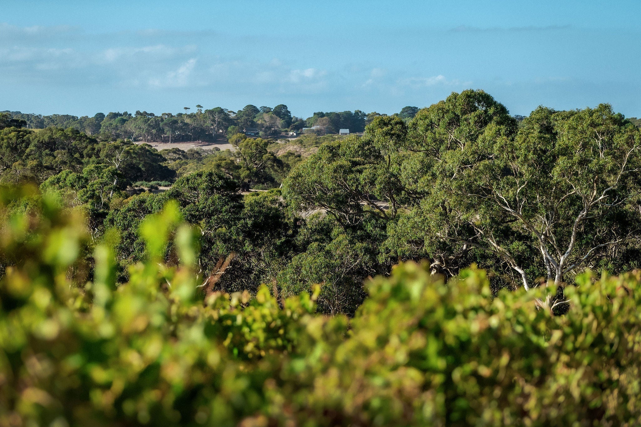 Best of Both Worlds: Where the Adelaide Hills Meet McLaren Vale