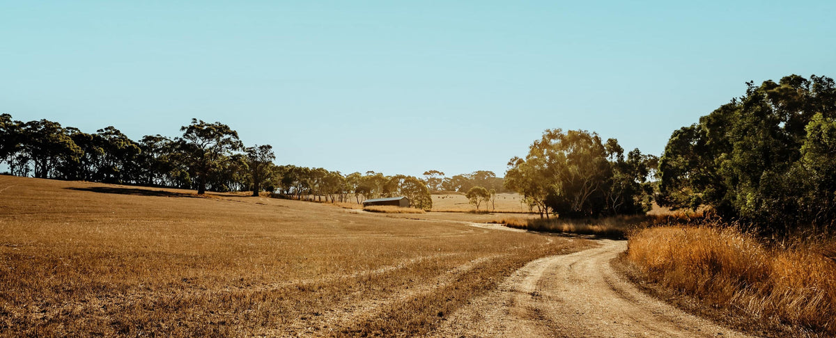 The image shows the entrance to the Manser estate on a dry summer day -- a track weaving through paddocks with gumtrees on the horizon.