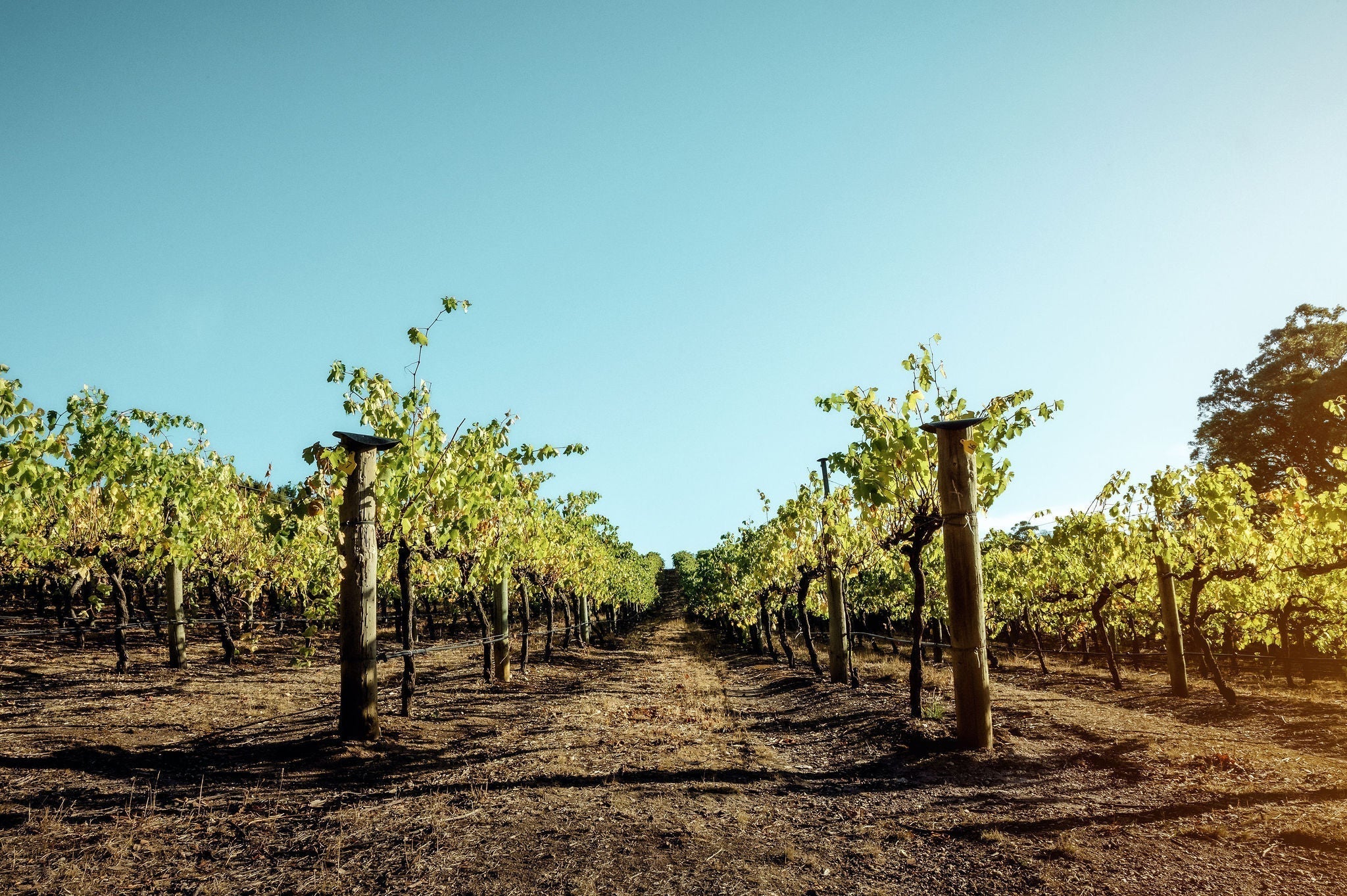 A picture of Manser Wines' shiraz vineyard