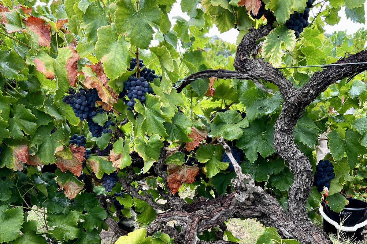 A Century in the Sand: The Story of Our Grenache